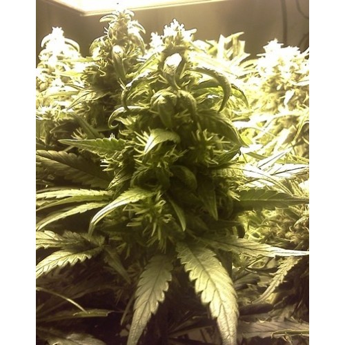 Семена Barneys farm Pineapple chunk feminized - цены, описание в интернет-магазине Dutch Seeds