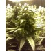 Семена Barneys farm Pineapple chunk feminized - цены, описание в интернет-магазине Dutch Seeds