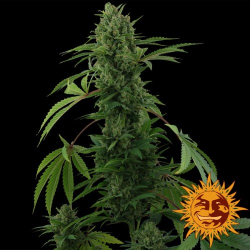 Семена Barneys farm Pineapple express autofem - цены, описание в интернет-магазине Dutch Seeds