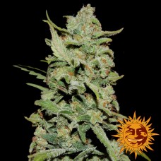 Barneys farm Peyote Critical feminized