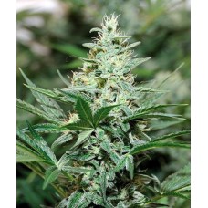 Barneys farm Red Dragon feminized