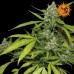 Семена Barneys farm Sweet tooth auto autofem - цены, описание в интернет-магазине Dutch Seeds