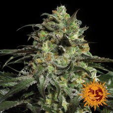 Barneys farm Peyote Cookies feminized