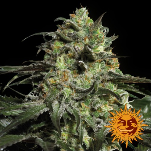 Семена Barneys farm Peyote Cookies feminized - цены, описание в интернет-магазине Dutch Seeds