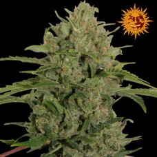 Barneys farm Triple Cheese feminized