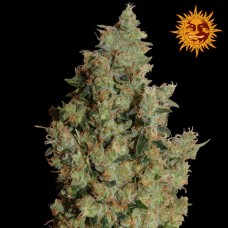 Barneys farm Tangerine Dream feminized