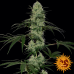 Семена Barneys farm Tangerine dream autofem - цены, описание в интернет-магазине Dutch Seeds