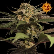 Barneys farm Violator kush feminized