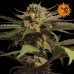 Семена Barneys farm Violator kush feminized - цены, описание в интернет-магазине Dutch Seeds