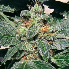 Barneys farm Red diesel feminized