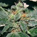 Семена Barneys farm Red diesel feminized - цены, описание в интернет-магазине Dutch Seeds