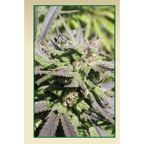 Семена Serious seeds Biddy Early regular - цены, описание в интернет-магазине Dutch Seeds