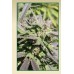 Семена Serious seeds Biddy Early regular - цены, описание в интернет-магазине Dutch Seeds