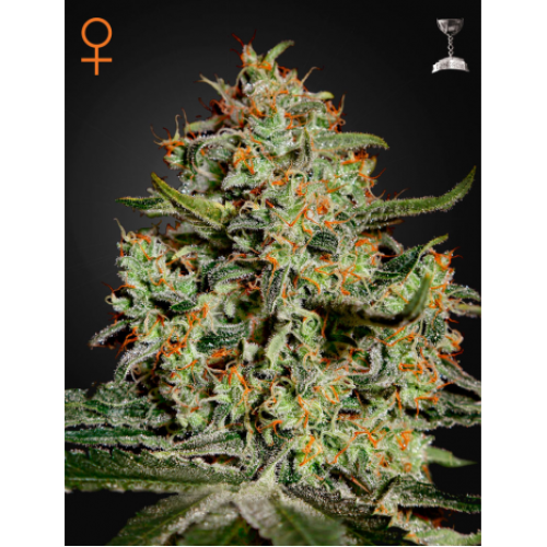 Семена Green House Big Bang feminized - цены, описание в интернет-магазине Dutch Seeds