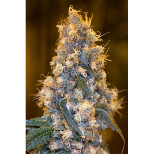 Семена Humboldt seeds Blue Fire feminized - цены, описание в интернет-магазине Dutch Seeds