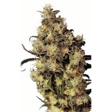 Dutch Passion Blue Velvet feminized