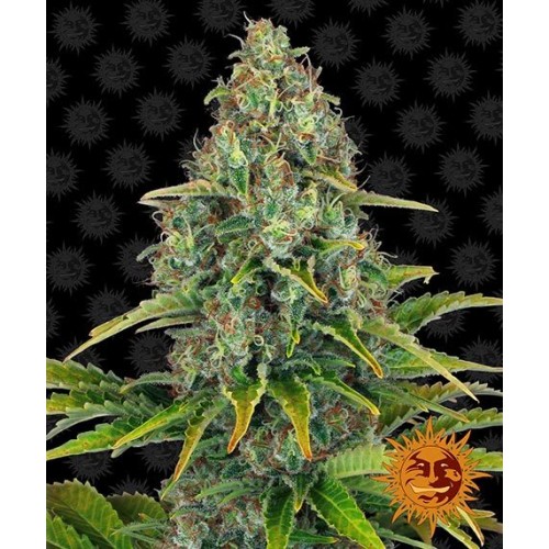 Семена Barneys farm Blueberry Cheese autofeminized - цены, описание в интернет-магазине Dutch Seeds