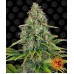 Семена Barneys farm Blueberry Cheese autofeminized - цены, описание в интернет-магазине Dutch Seeds