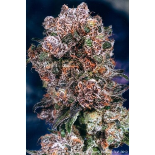 Семена Dutch Passion Blueberry feminized 5 шт. - цены, описание в интернет-магазине Dutch Seeds