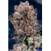 Семена Dutch Passion Blueberry feminized 5 шт. - цены, описание в интернет-магазине Dutch Seeds