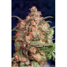 Dutch Passion Brain Storm feminized