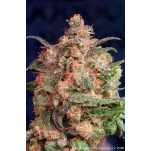 Семена Dutch Passion Brain Storm feminized - цены, описание в интернет-магазине Dutch Seeds