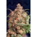 Семена Dutch Passion Brain Storm feminized - цены, описание в интернет-магазине Dutch Seeds