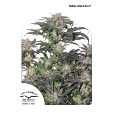 Dutch Passion Bubba Island Kush feminized