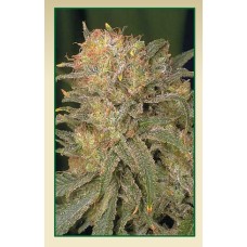 Serious seeds Bubble gum feminized