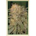 Семена Serious seeds Bubble gum feminized - цены, описание в интернет-магазине Dutch Seeds