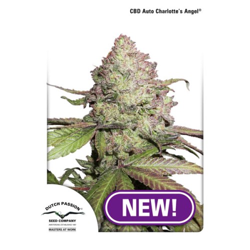 Семена Dutch Passion CBD Auto Charlotte’s Angel autofem - цены, описание в интернет-магазине Dutch Seeds