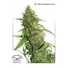 Dutch Passion CBD Auto Compassion Lime autofem