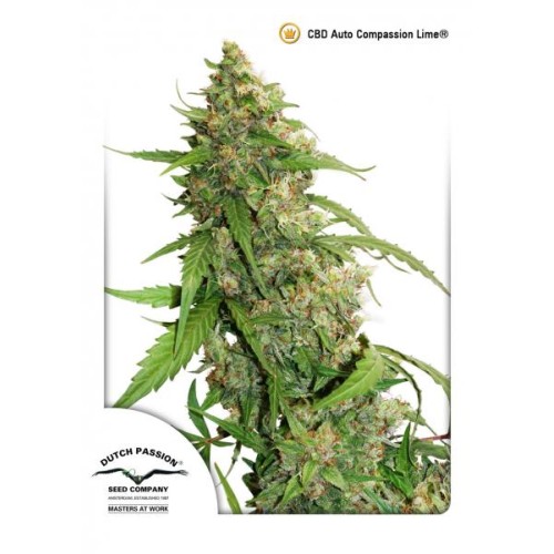 Семена Dutch Passion CBD Auto Compassion Lime autofem - цены, описание в интернет-магазине Dutch Seeds