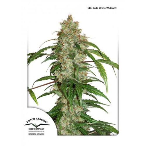 Семена Dutch Passion CBD Auto White Widow autofem - цены, описание в интернет-магазине Dutch Seeds