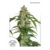 Семена Dutch Passion CBD Auto White Widow autofem - цены, описание в интернет-магазине Dutch Seeds