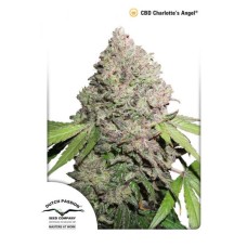 Dutch Passion CBD Charlotte’s Angel feminized