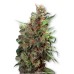 Семена Dutch Passion Californian Orange feminized - цены, описание в интернет-магазине Dutch Seeds