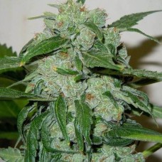 Doctor Choice Chronic Ryder autofem