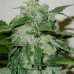 Семена Doctor Choice Chronic Ryder autofem - цены, описание в интернет-магазине Dutch Seeds