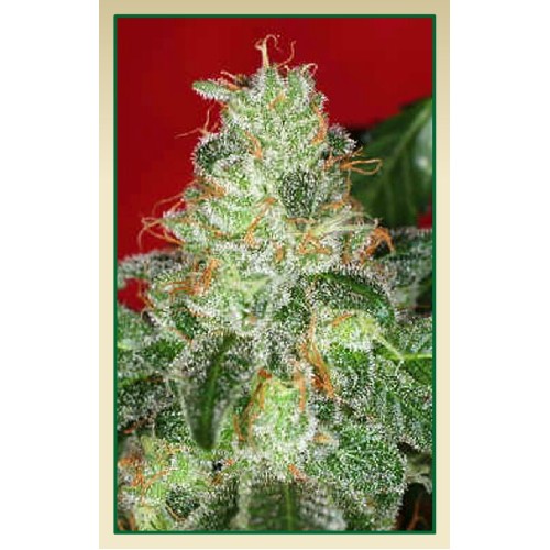 Семена Serious seeds Chronic regular - цены, описание в интернет-магазине Dutch Seeds