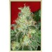 Семена Serious seeds Chronic regular - цены, описание в интернет-магазине Dutch Seeds