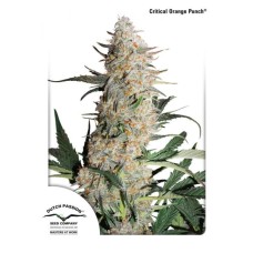 Dutch Passion Critical Orange Punch feminized