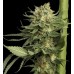 Семена DNA Genetics 24K Gold feminized - цены, описание в интернет-магазине Dutch Seeds