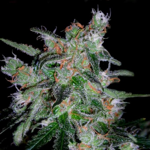 Семена DNA Genetics 60 Day Lemon autofeminized - цены, описание в интернет-магазине Dutch Seeds