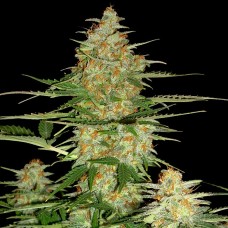 DNA Genetics 60 Day Wonder autofeminized