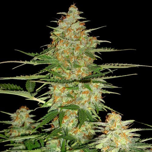 Семена DNA Genetics 60 Day Wonder autofeminized - цены, описание в интернет-магазине Dutch Seeds