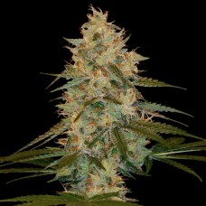 DNA Genetics Chocolope Kush feminized