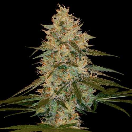 Семена DNA Genetics Chocolope Kush feminized - цены, описание в интернет-магазине Dutch Seeds