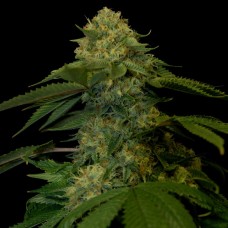 DNA Genetics Holy Grail Kush feminized