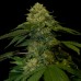 Семена DNA Genetics Holy Grail Kush feminized - цены, описание в интернет-магазине Dutch Seeds